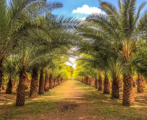 Rancho Blanco Event Center and Dates Farm Gallery #1